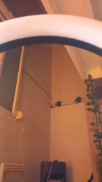 Beurette33sexy webcam model stream image