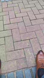 suitdogLsheers webcam cam4 model stream image