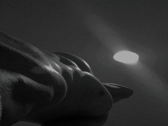 MassimoMorrone webcam livejasmin model stream image