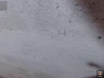 stefany_pablo1 webcam model stream image