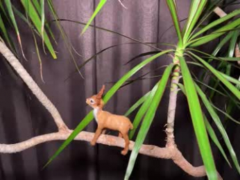 aronyou_win webcam chaturbate model stream image