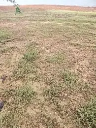 telugumodda4396 webcam model stream image