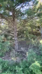 BigDjunior8 webcam model stream image