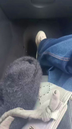 aries1882 webcam model stream image