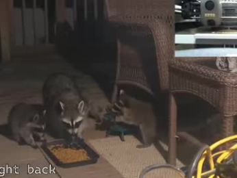 rndmzd webcam chaturbate model stream image