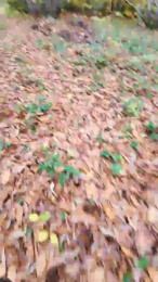 Legtiste webcam model stream image