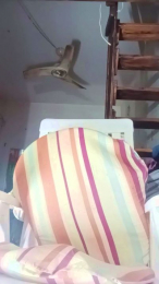 Culosexy187 webcam model stream image