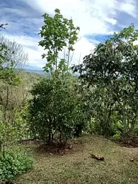 Rose-andres webcam model stream image