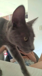 femdompersefone webcam model stream image