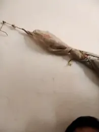 Lust_09_Subh webcam model stream image