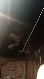 davidsims webcam model stream image