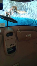 Bigokk webcam model stream image