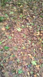 BitcoDaddyUK webcam model stream image