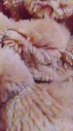 Lasalope91 webcam model stream image