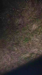 OmbraCremisi99 webcam model stream image