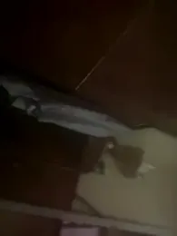 arabian_pharaon webcam model stream image