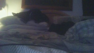 daveplee7 webcam model stream image