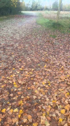 porcobg18 webcam model stream image