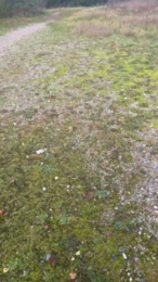 porcobg18 webcam model stream image