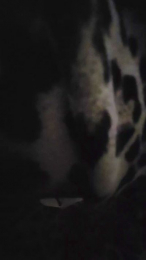 PamCruz webcam cam4 model stream image