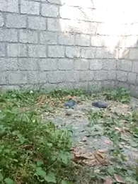 akhilcricketvisionlive webcam model stream image