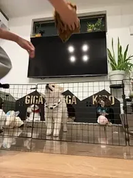 ken_0927 webcam model stream image