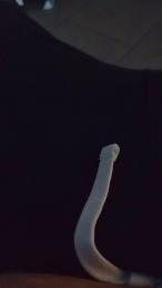 solarere webcam model stream image