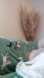 Asiancat83 webcam model stream image