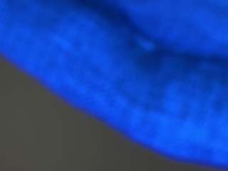 sophiekitty webcam model stream image