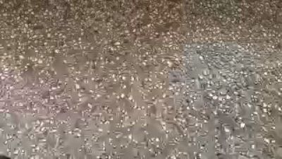 francesc1009 webcam model stream image