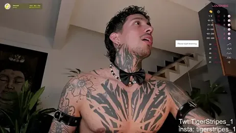 TigerStripes1_ webcam model stream image