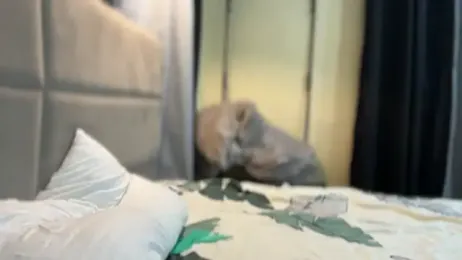 yoursweetreina webcam model stream image