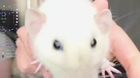 W___ webcam model stream image