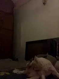 Kajal-Shemale69 webcam model stream image