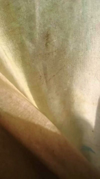 latin_osacar webcam model stream image