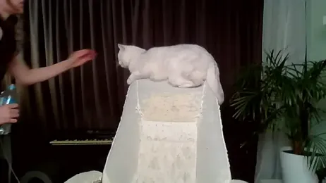 MollyBer webcam model stream image