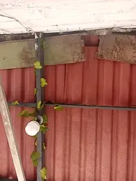 NoahLux webcam model stream image