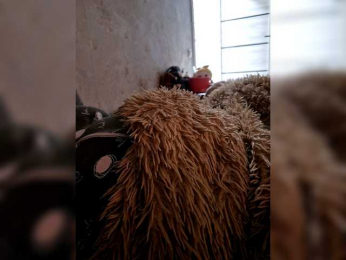 Para222a webcam model stream image