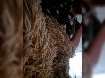 Para222a webcam model stream image