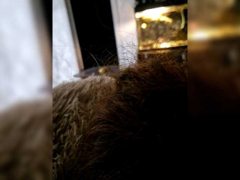 Para222a webcam model stream image