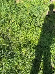 Marlon06_ webcam stripchat model stream image