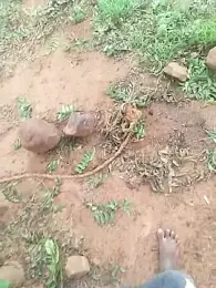 Hot_boydick_telugu webcam model stream image