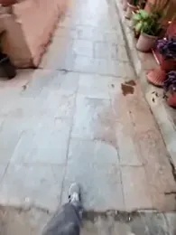 ThickDickRider webcam model stream image