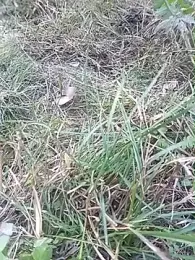 Nkumar173 webcam model stream image