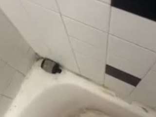 bighxrsecockk528 webcam model stream image