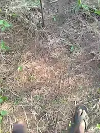 Gopal1243 webcam model stream image