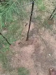 Gopal1243 webcam model stream image