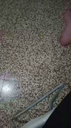 Francescaleo webcam model stream image