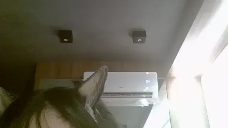 SkinnyKitten webcam model stream image