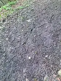 FreezingTie850 webcam stripchat model stream image